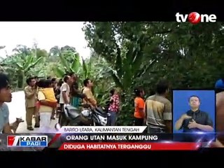 Diduga Habitatnya Terganggu, Orangutan Masuk Kampung