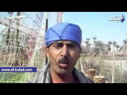 صدى البلد | مستنقع بني رافع بأسيوط يحاصر 50 الف مواطن بالامراض