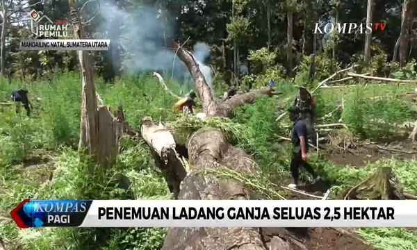 BNN Mandailing Natal Temukan Ladang Ganja Seluas 2,5 Hektar