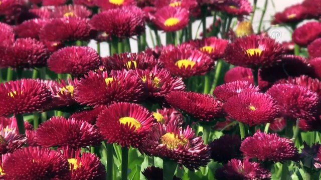 'Turizmin başkenti' çiçek açtı - ANTALYA