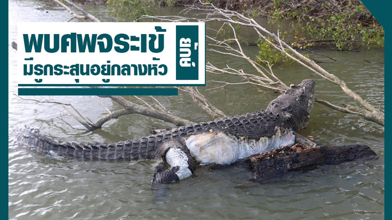 นาทีพบศพจระเข้ยักษ์ วัย 80 ปี ตายสลด มีรูกระสุน...