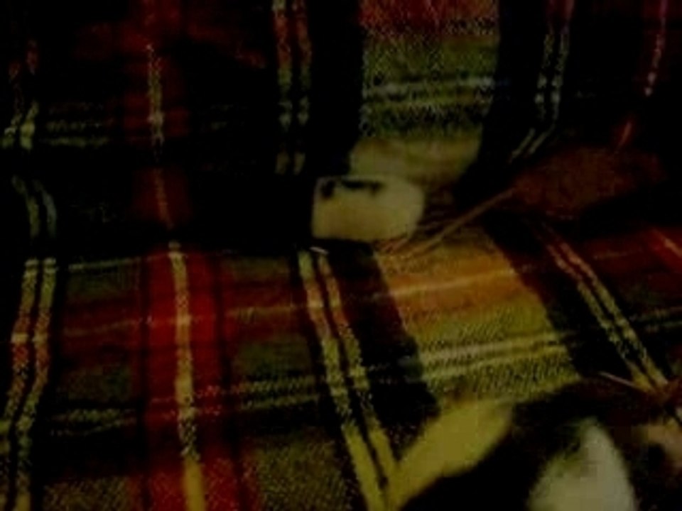 les bibous en sortie avec Ange et Louna