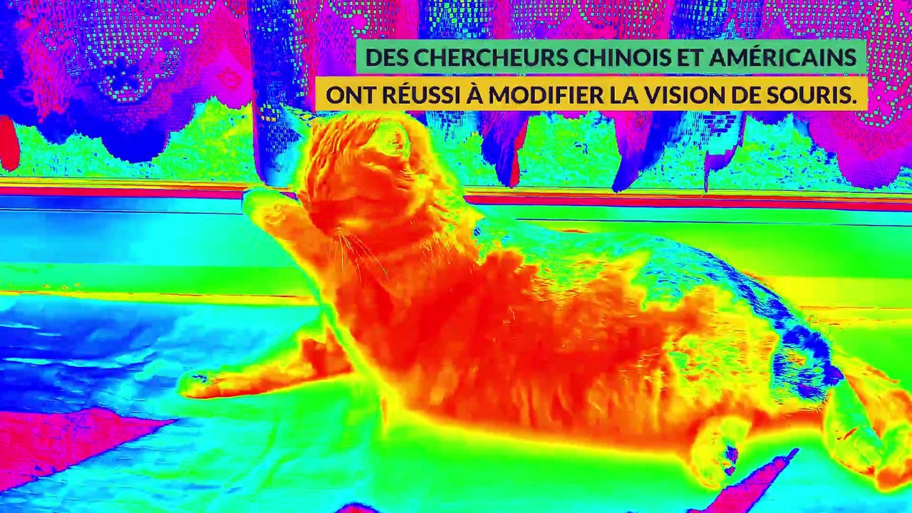 Des souris qui voient dans l’infrarouge