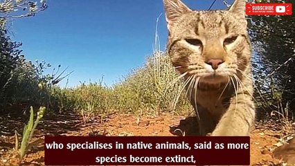 Australia's catastrophe - Cats are killing nearly extinct species and kill 377 million birds a year