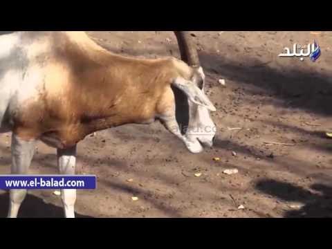 صدى البلد | حديقة الحيوان في اخر ايام الاجازة.. ازدحام ومخلفات وتعديات .. وأفراد الامن: