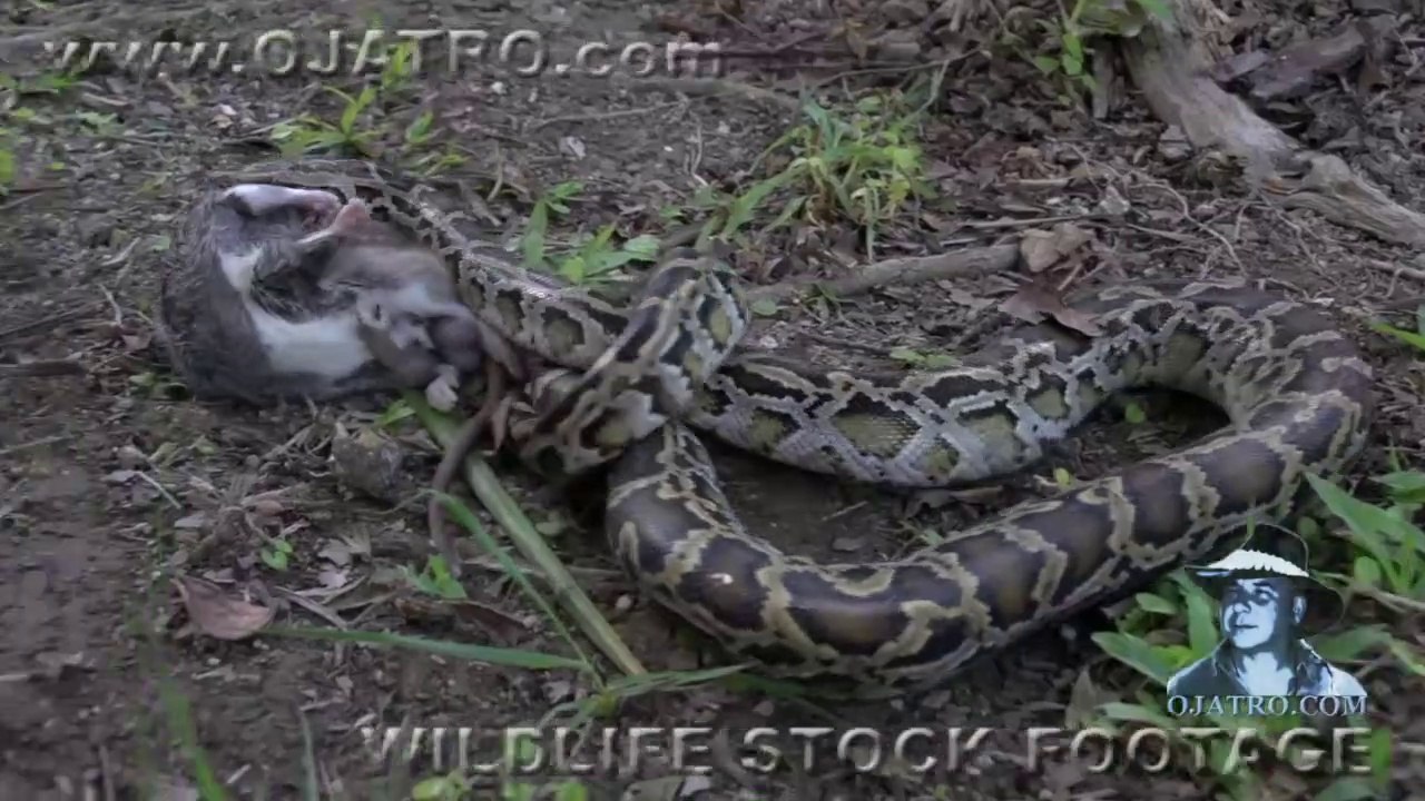 Python Attack Compilation | SNAKE  ATTACK COMPILATION