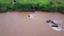 Wild Asian elephants rescue calf washed away in river