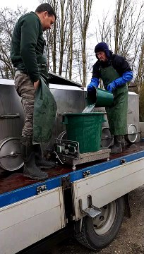 La Gaule Mussipontine procède à l'alevinage de 200 kilos de truites dans l'étang du Saussi