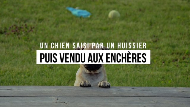 Un chien saisi par un huissier puis vendu aux enchères comme une vulgaire marchandise