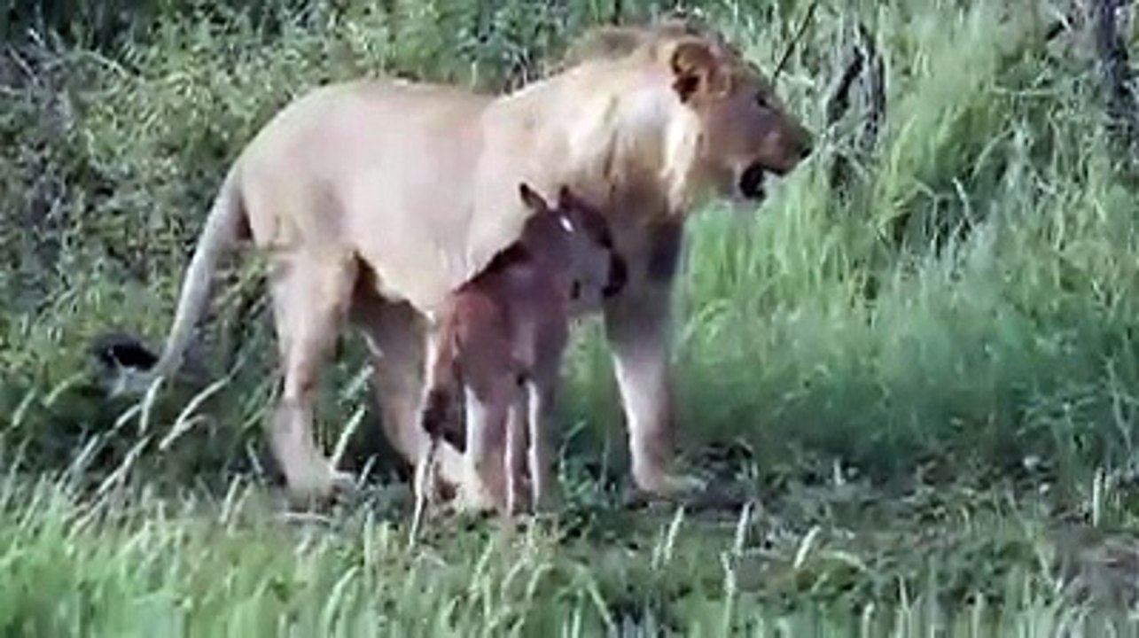 Lion saves a baby calf from another lion attack