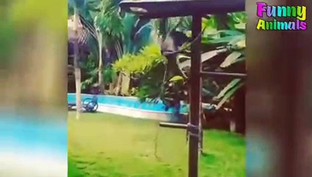 Funny Monkeys Doing Stupid Things Funniest Animals Videos 2019
