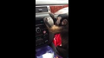 Monkey carefully polishes car dashboard and examines reflection in mirror