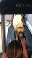 What more motivation do you need? Yellow Labrador exercises for treats