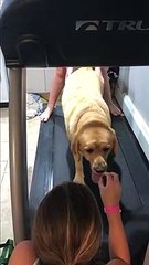 What more motivation do you need? Yellow Labrador exercises for treats