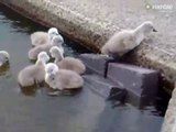 Quoi de plus adorable que ces bébés cygnes qui essaient de sortir de l'eau pour rejoindre maman