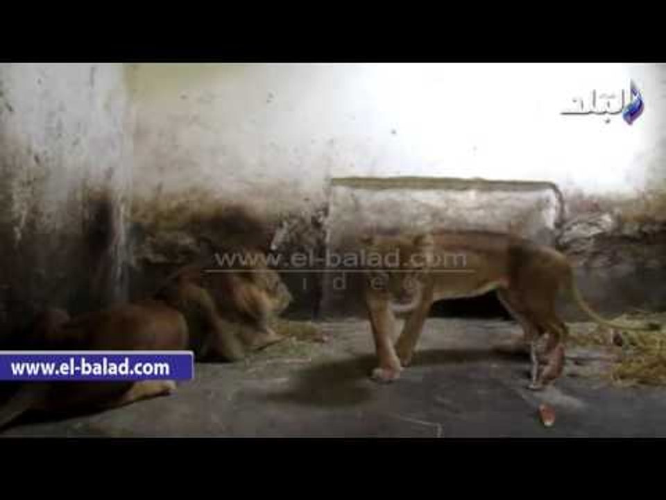 صدى البلد | "زغلول" يعيش مأساة في حديقة حيوان الفيوم