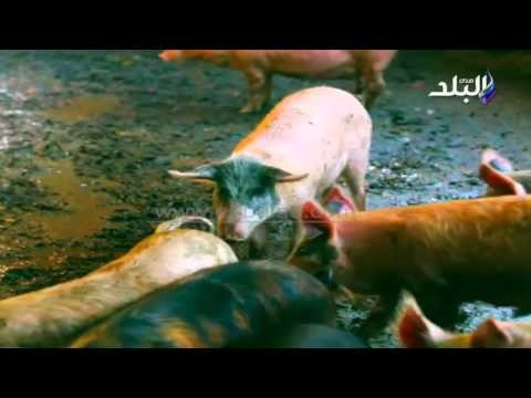 صدى البلد |مزارع الخنازير تعود داخل عزبة الزبالين ..وأصحاب المزارع : الحكومة رخصت لنا ذبحهم