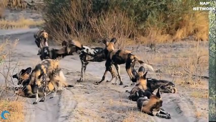 OH MY GOG! Harsh life of Warthog! The God can't help Warthog escape the power of Lions