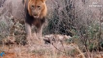 OMG! Hyenas surrender because the Lion power is too great! Epic Battle of Hyenas And King Lion