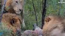 Thanks God! God help King Lion destroy Hyenas - Epic Battle Of Lion vs Hyenas 2019