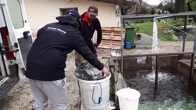 HAUTE-SAVOIE Le déversement de truites dans le Foron à Annemasse