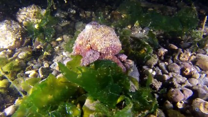 TOP 10 Intelligent Animals-Birds