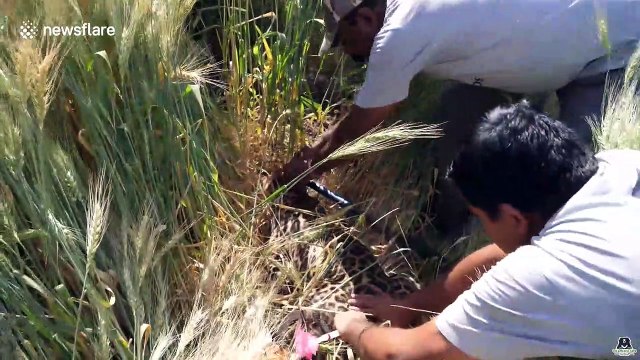 Leopard rescued from steel-jaw trap set up by poachers