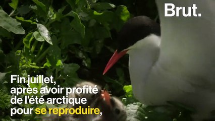La sterne arctique, l'oiseau qui peut parcourir l'équivalent de 4 allers-retours Terre-Lune