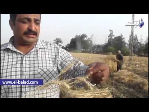 صدى البلد | أمين الاشراف بالفيوم يطالب الحكومة بدعم الفلاح فى محصول القمح