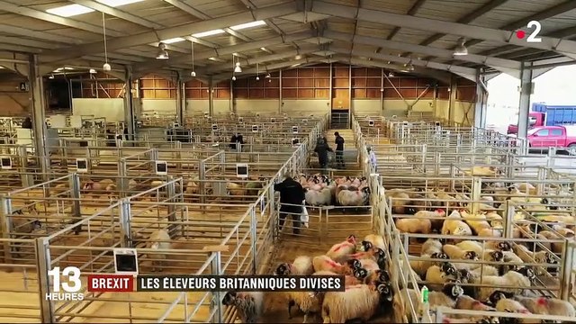On est dans une situation absurde : le Brexit divise les éleveurs britanniques de moutons