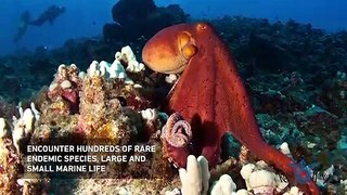 Kona Honu Divers | Hawaii's Best Diving 2019