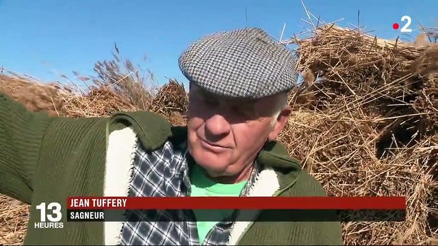 Roseaux : les seigneurs des marais