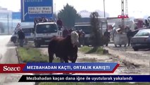 Mezbahaneden kaçan boğa trafiği birbirine kattı