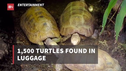 Could There Be 1500 Turtles In Your Luggage