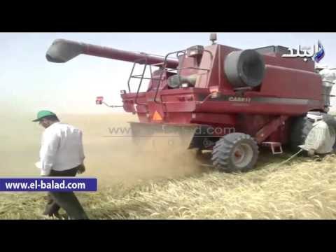 صدى البلد | إنطلاق موسم حصاد القمح بالمشروعات الزراعية بالوادي