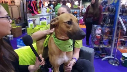 Lilo from Birmingham Dogs Home at Crufts 2019!