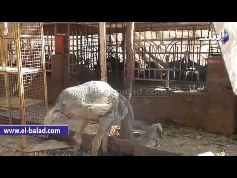 صدى البلد | نعام يأكل من تلال القمامة فى منطقة الهرم