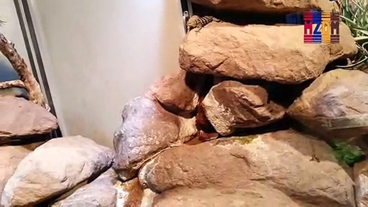 B59- Common Chuckwalla, Glia Monster, Desert Spiny Lizard, Blue Rock Lizard, Desert Iguana,