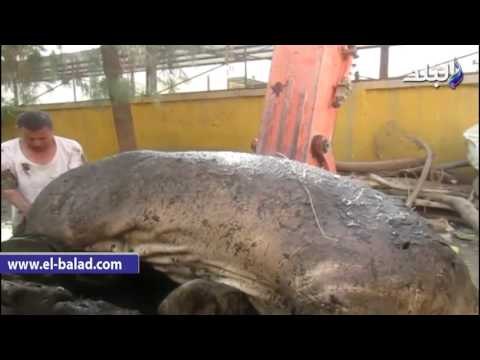 صدى البلد | انثى السيد قشطة ضحية معركة حديقة الحيوان بالفيوم حامل فى الشهر الثانى