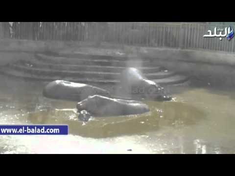 صدى البلد | صدى البلد يرصد البحيرة التى شهدت مصرع أنثى السيد قشطه بالفيوم