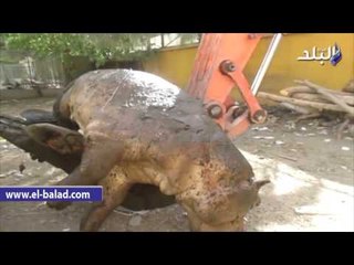 صدى البلد | معركة شرسة تتسبب في نفوق اول حالة لـ"سيد قشطة" في حديقة حيوان الفيوم