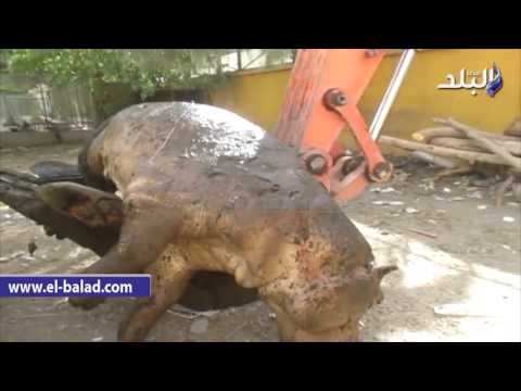 صدى البلد | معركة شرسة تتسبب في نفوق اول حالة لـ سيد قشطة في حديقة حيوان الفيوم