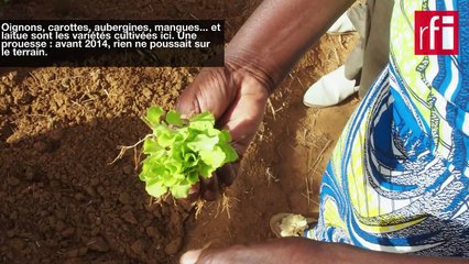 Sénégal: la grande muraille verte à Sakkal, un barrage contre le désert