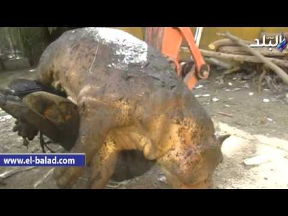 صدى البلد | الإستعانة «بونش» لرفع جثة أنثي «السيد قشطة» بعد وفاتها