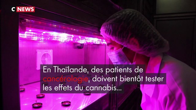 Thaïlande : le cannabis médical testé sur des patients en cancérologie