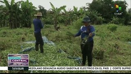 Colombia: Corte Constitucional debate sobre el uso del glifosato