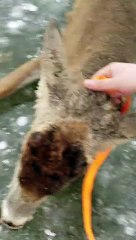 Il sauve une biche épuisée sur un lac gelé !