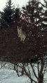 Ce loup monte dans l'arbre pour manger les baies sauvages !