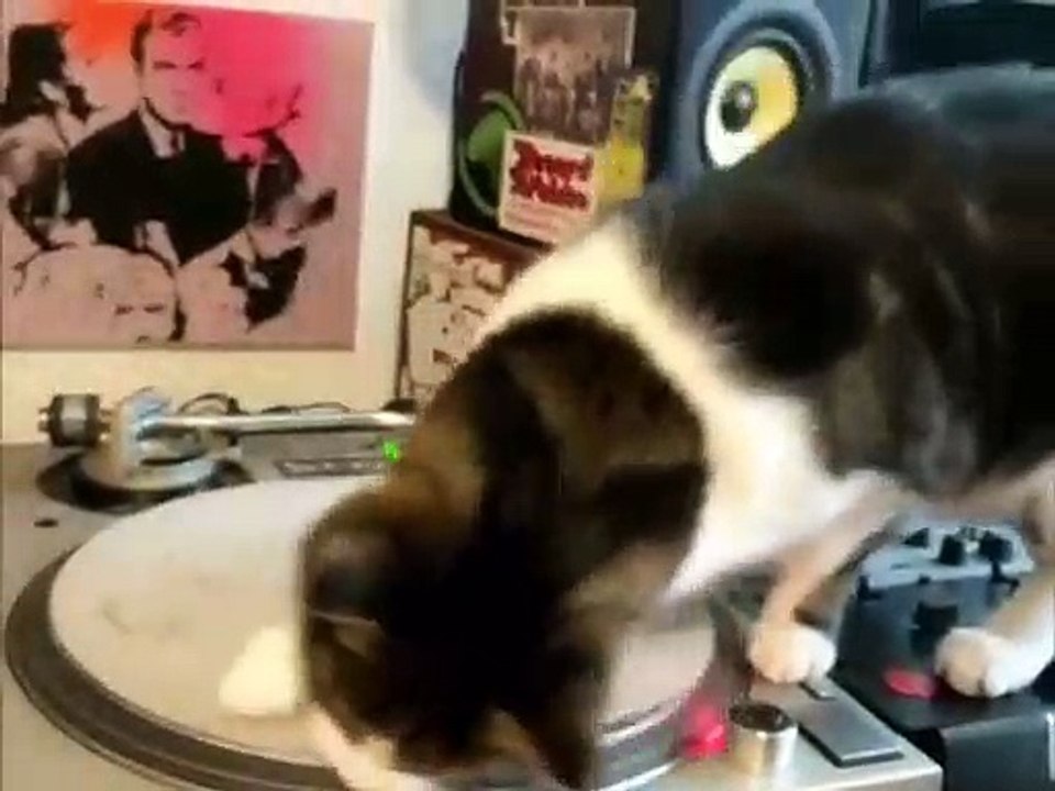 Chat DJ, il scratche sur la platine vinyle !