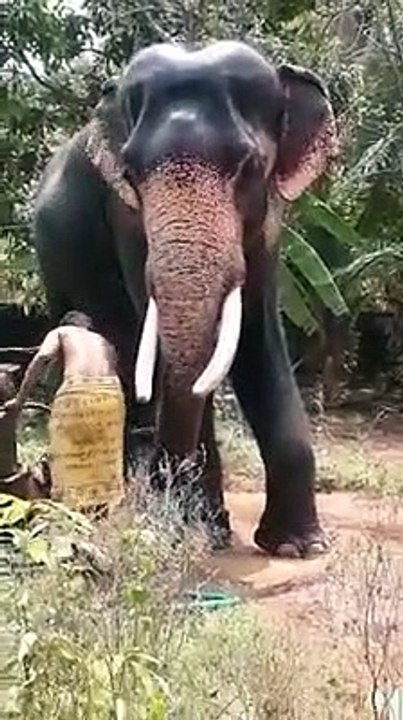 Bathing of elephant